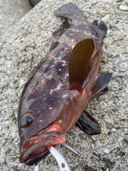 デイアコウがんばる・・・アコウ１