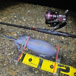 飽きずに秋🦑釣り😊