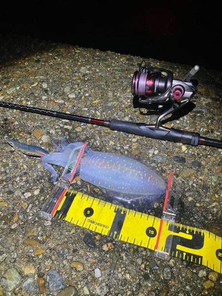 飽きずに秋🦑釣り😊