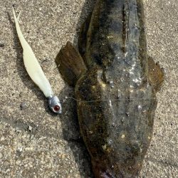 フラットフィッシュ