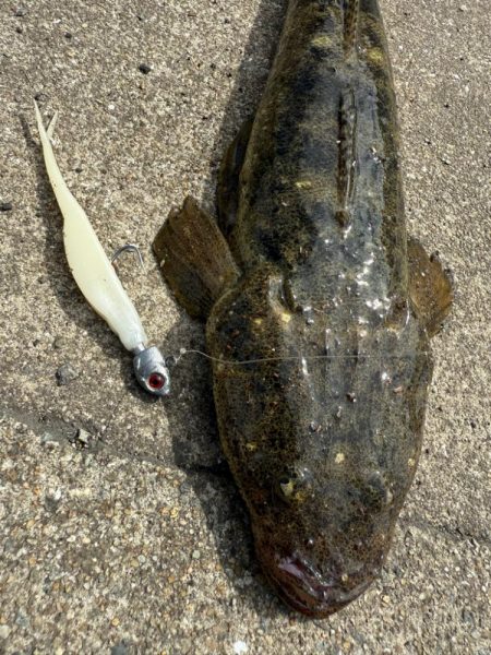 フラットフィッシュ