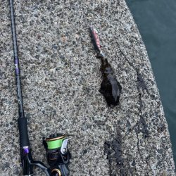 仕事終わりにちょいエギング