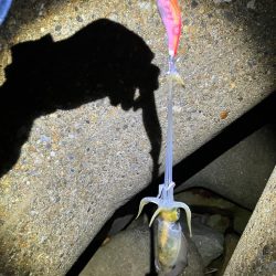 秋🦑連日釣行😊