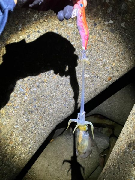 秋🦑連日釣行😊