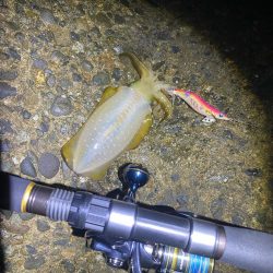 朝マヅメチャンス！？