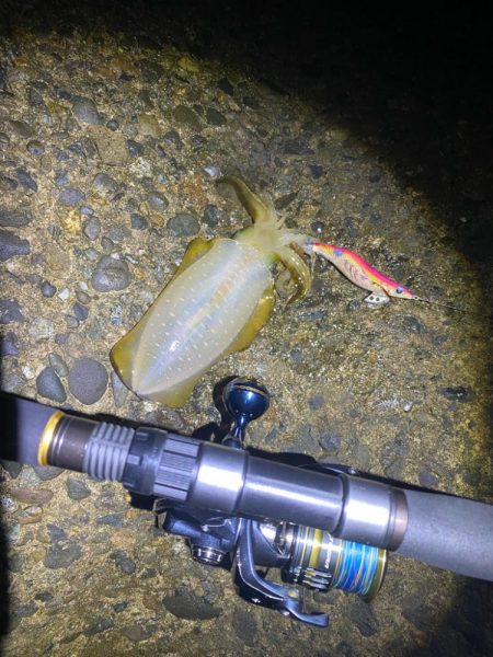 朝マヅメチャンス！？