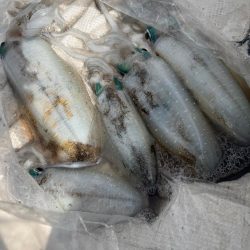アオリイカを釣りに