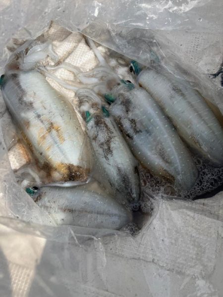 アオリイカを釣りに