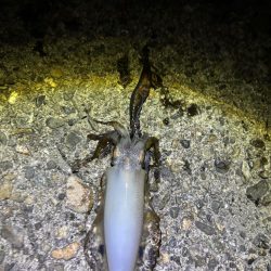 ナイトエギング