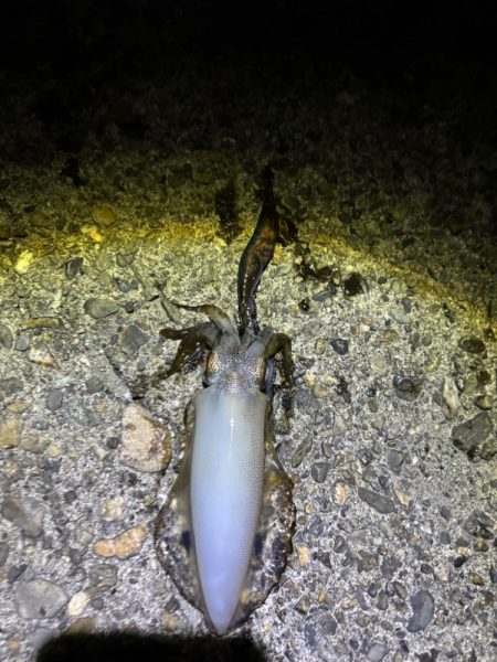 ナイトエギング