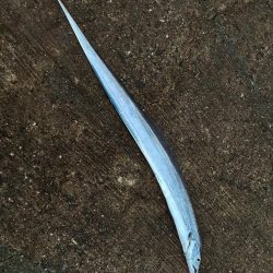 久しぶりの青物