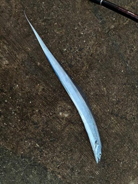 久しぶりの青物