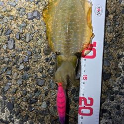 ペットボトルが……