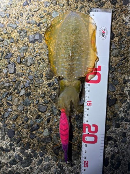 ペットボトルが……