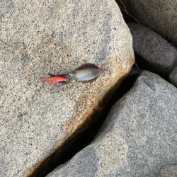 親子で新子調査