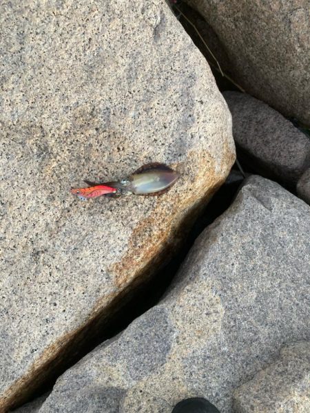 親子で新子調査