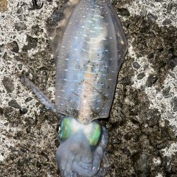 かわいいサイズ