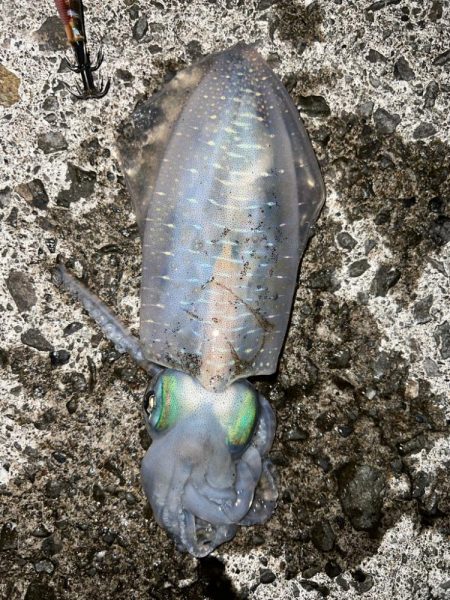 かわいいサイズ