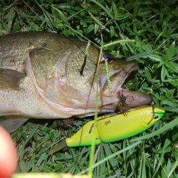 タイニークラッシュでキタ！