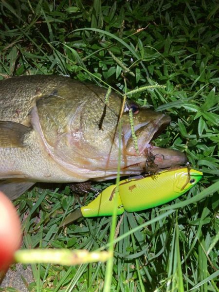 タイニークラッシュでキタ！