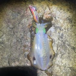 2025 佐渡ヶ島エギング Vol.8【9月12日】