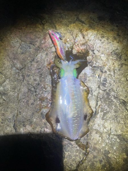 2025 佐渡ヶ島エギング Vol.8【9月12日】