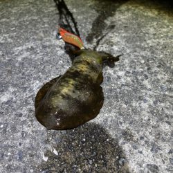 第４回空ちゃんエギング大会１