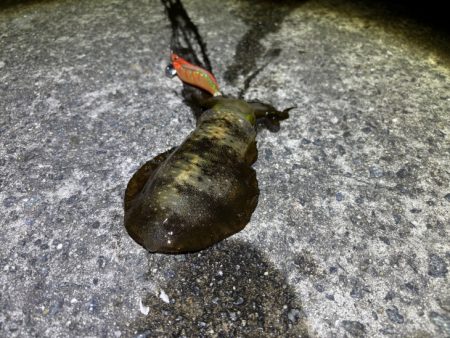 第４回空ちゃんエギング大会１