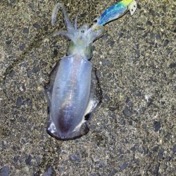 ナイトエギングでサイズアップ！けど渋い・・・