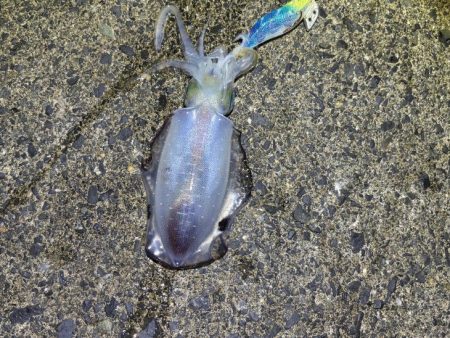 ナイトエギングでサイズアップ！けど渋い・・・