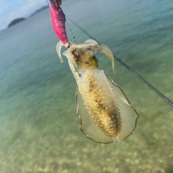姫路離島秋エギング｜サイズ小さく激渋！