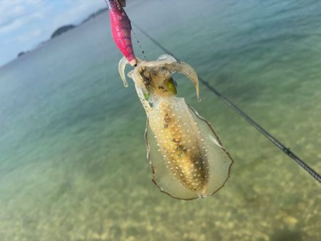 姫路離島秋エギング｜サイズ小さく激渋！