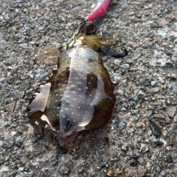 夜明け前からエギング｜まだまだ小さい！