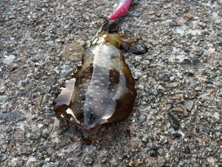 夜明け前からエギング｜まだまだ小さい！