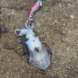 のりくら渡船利用で西島エギング