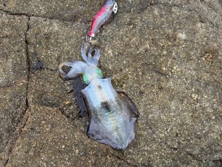 のりくら渡船利用で西島エギング