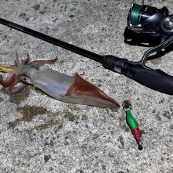 空ちゃんエギング大会｜ケンサキでみかんちゃん賞ゲット