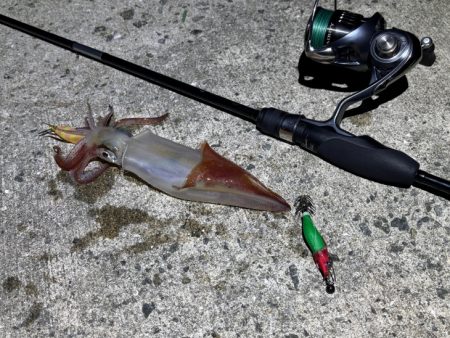 空ちゃんエギング大会｜ケンサキでみかんちゃん賞ゲット