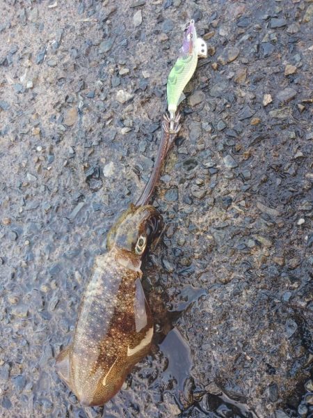 とりあえずアオリ4回目