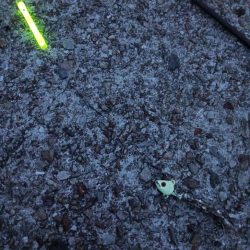 久しぶりのタチウオ