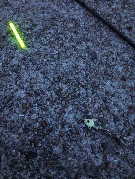 久しぶりのタチウオ