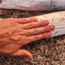 ハイシーズンタチウオ