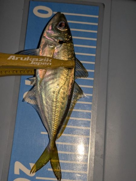 エギングとフロートリグ