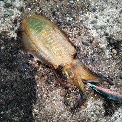 エギングへエギング