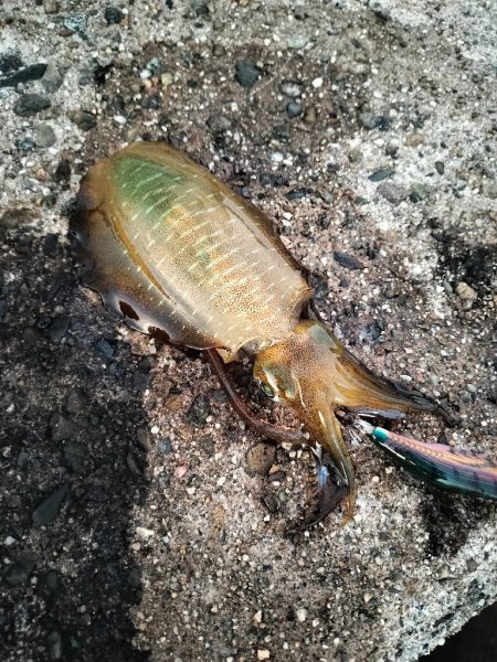 エギングへエギング