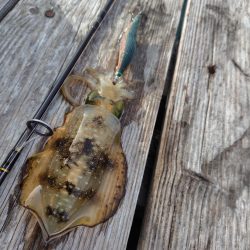 朝からエギング