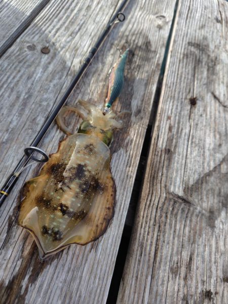 朝からエギング