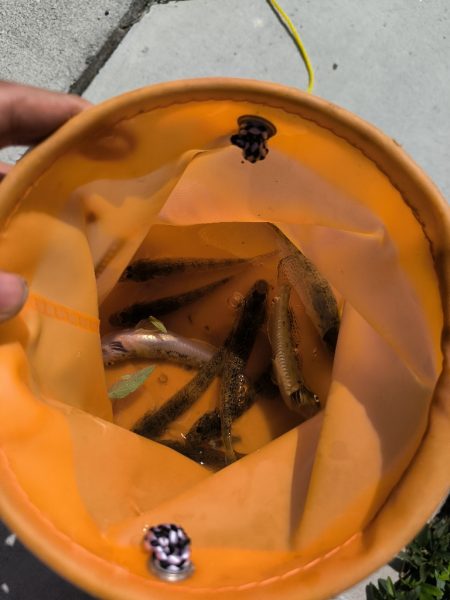 懲りずにハゼ釣り