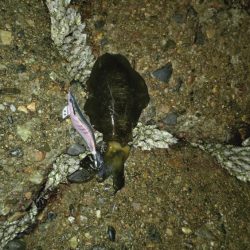 24ルビアス、墨付け完了！