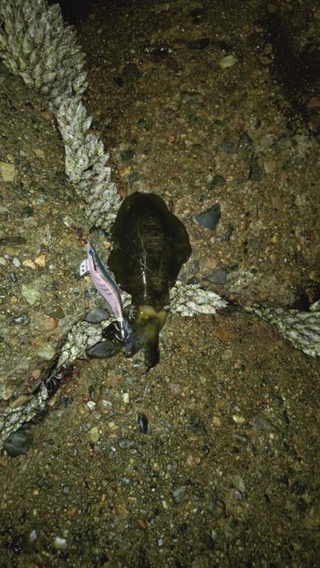 24ルビアス、墨付け完了！